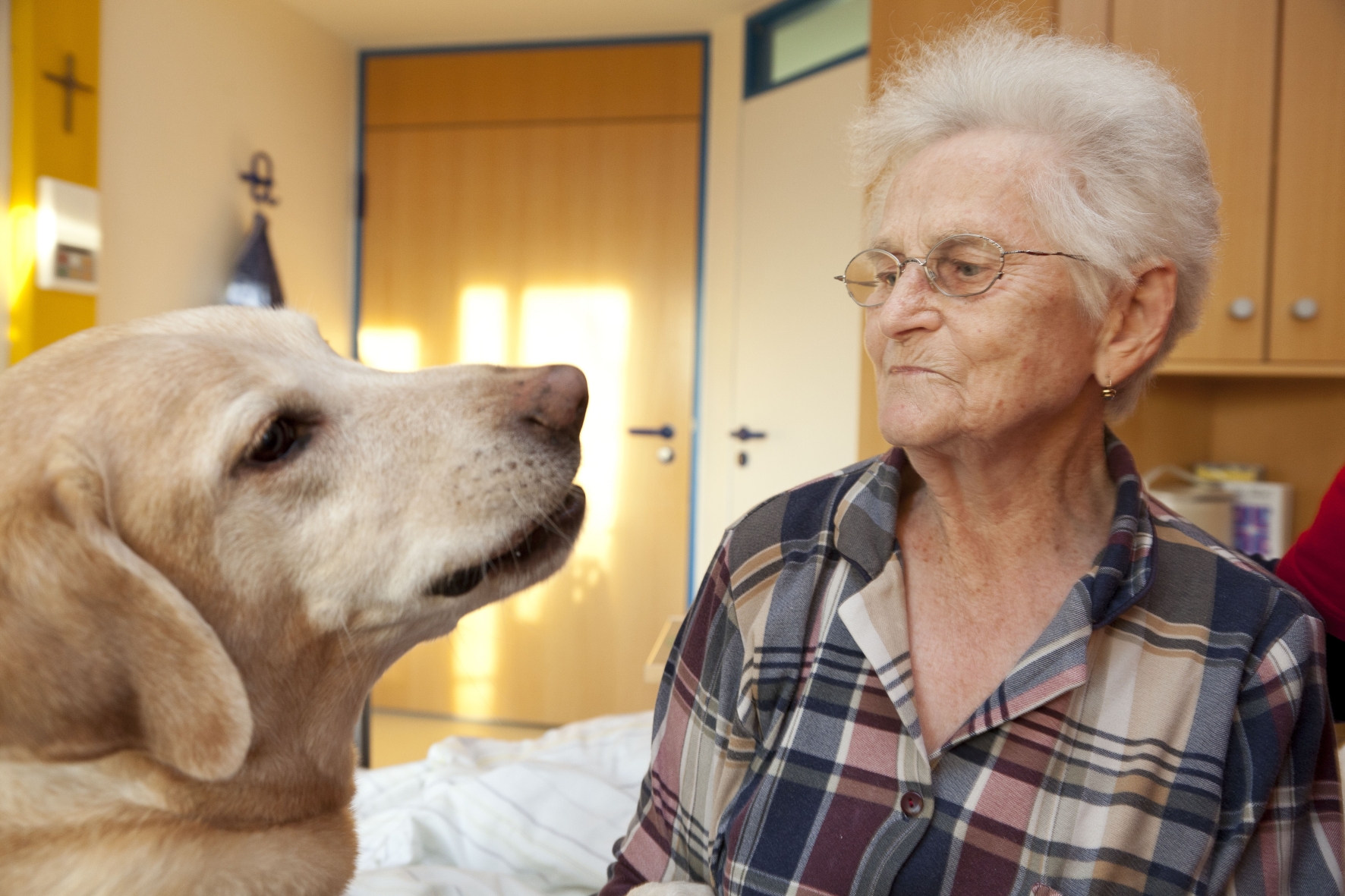 Jetzt mitmachen beim ASB Besuchshundedienst